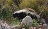 Patagonian Skunk