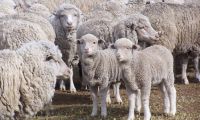 Merino Australiano Lambs, Estancia Maria Cristina