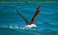 Albatros ceja negra