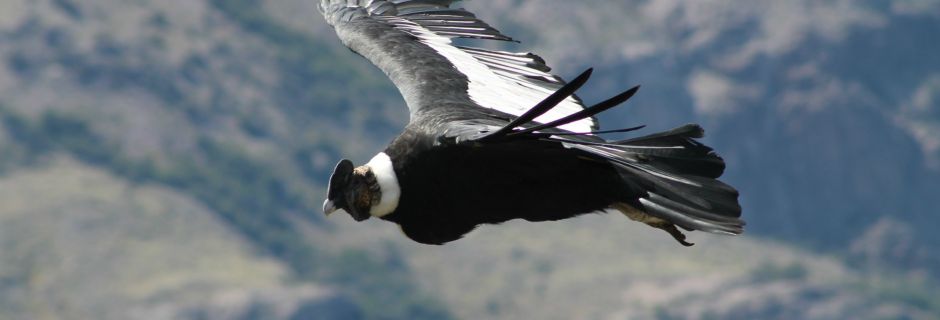 Condor Andino 2